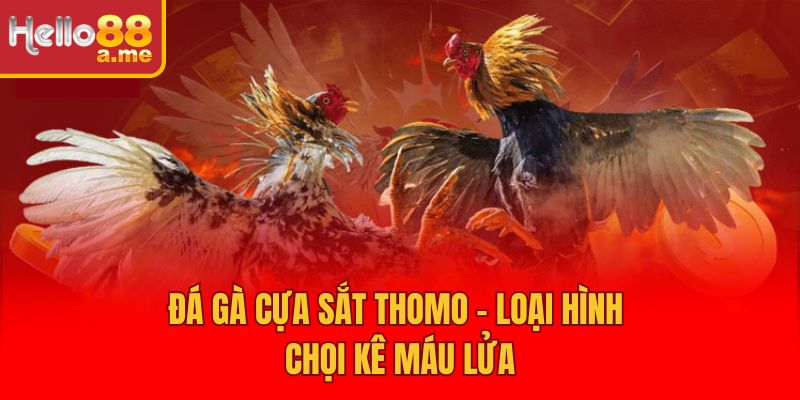 Đá gà cựa sắt Thomo - Loại hình chọi kê máu lửa