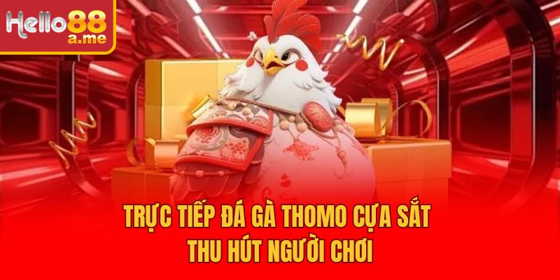 Trực tiếp đá gà Thomo cựa sắt thu hút người chơi