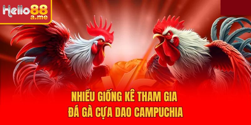 Nhiều giống kê tham gia đá gà cựa dao Campuchia
