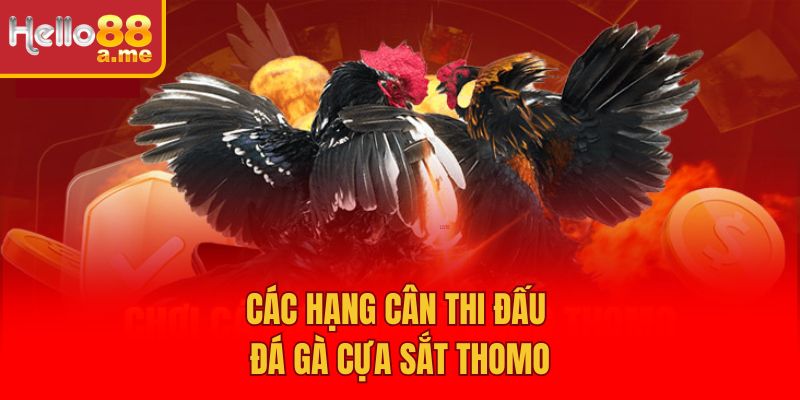 Các hạng cân thi đấu đá gà cựa sắt Thomo
