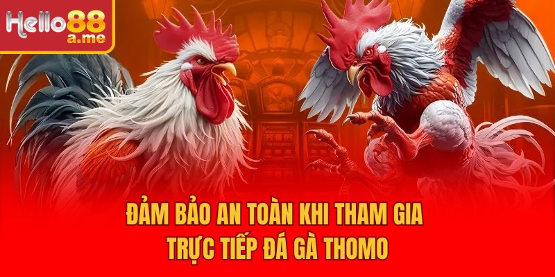 Đảm bảo an toàn khi tham gia trực tiếp đá gà Thomo